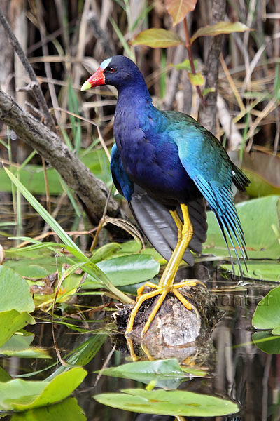 Purple Gallinule &copy; Russ Chantler